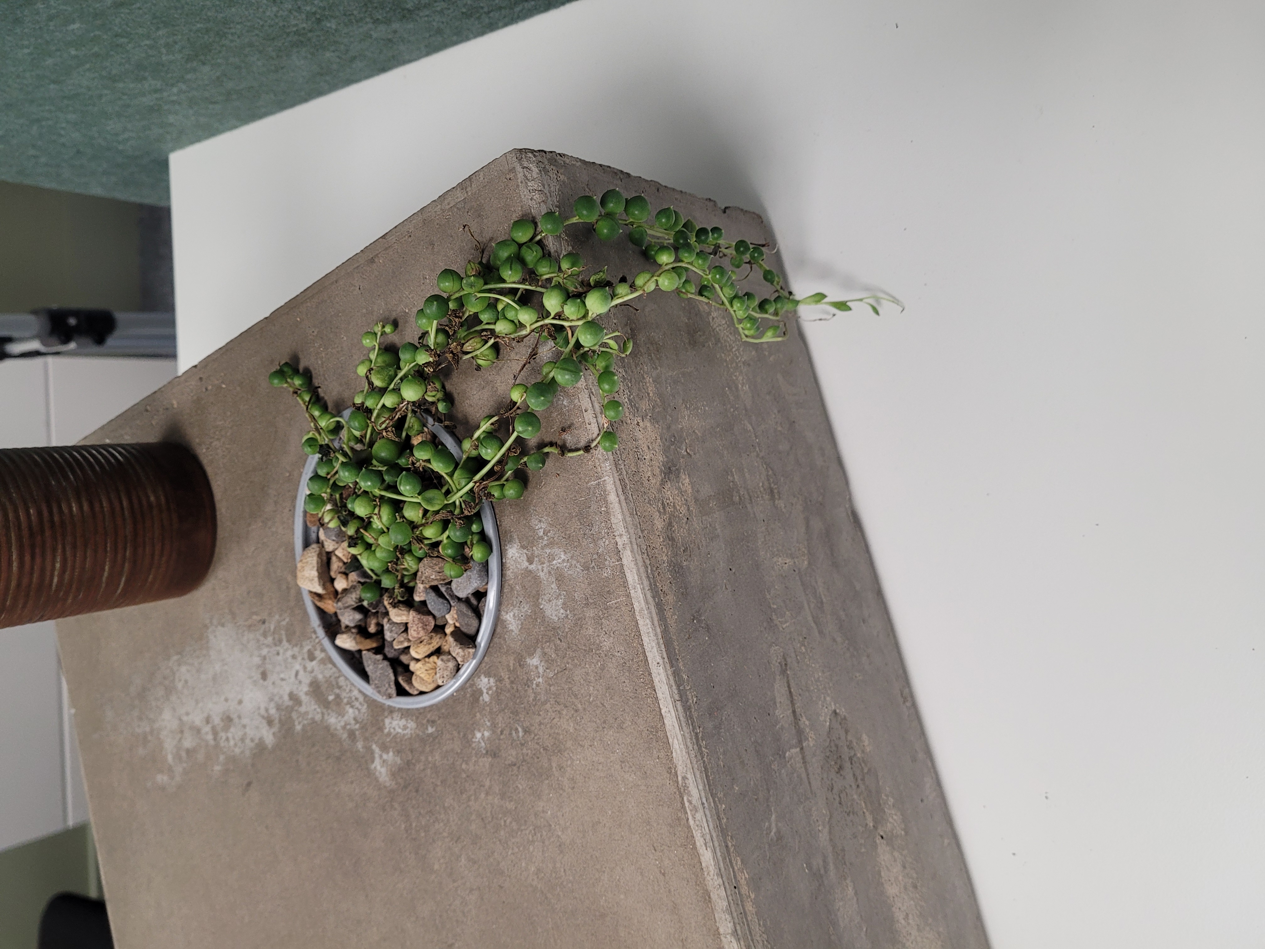 Integral plant pot in corner of concrete laptop stand