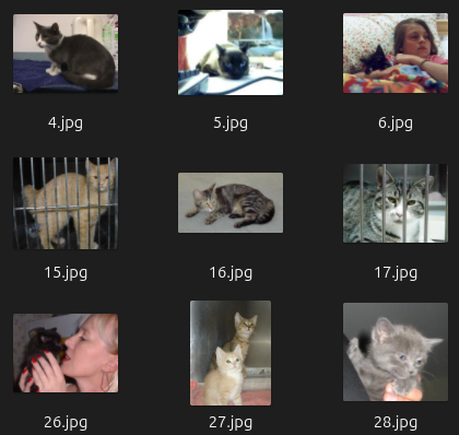 A folder with jpegs of cats